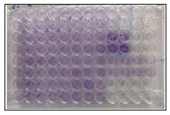 Microtitre plate assay: Stained and fixed with crystal violet stain.