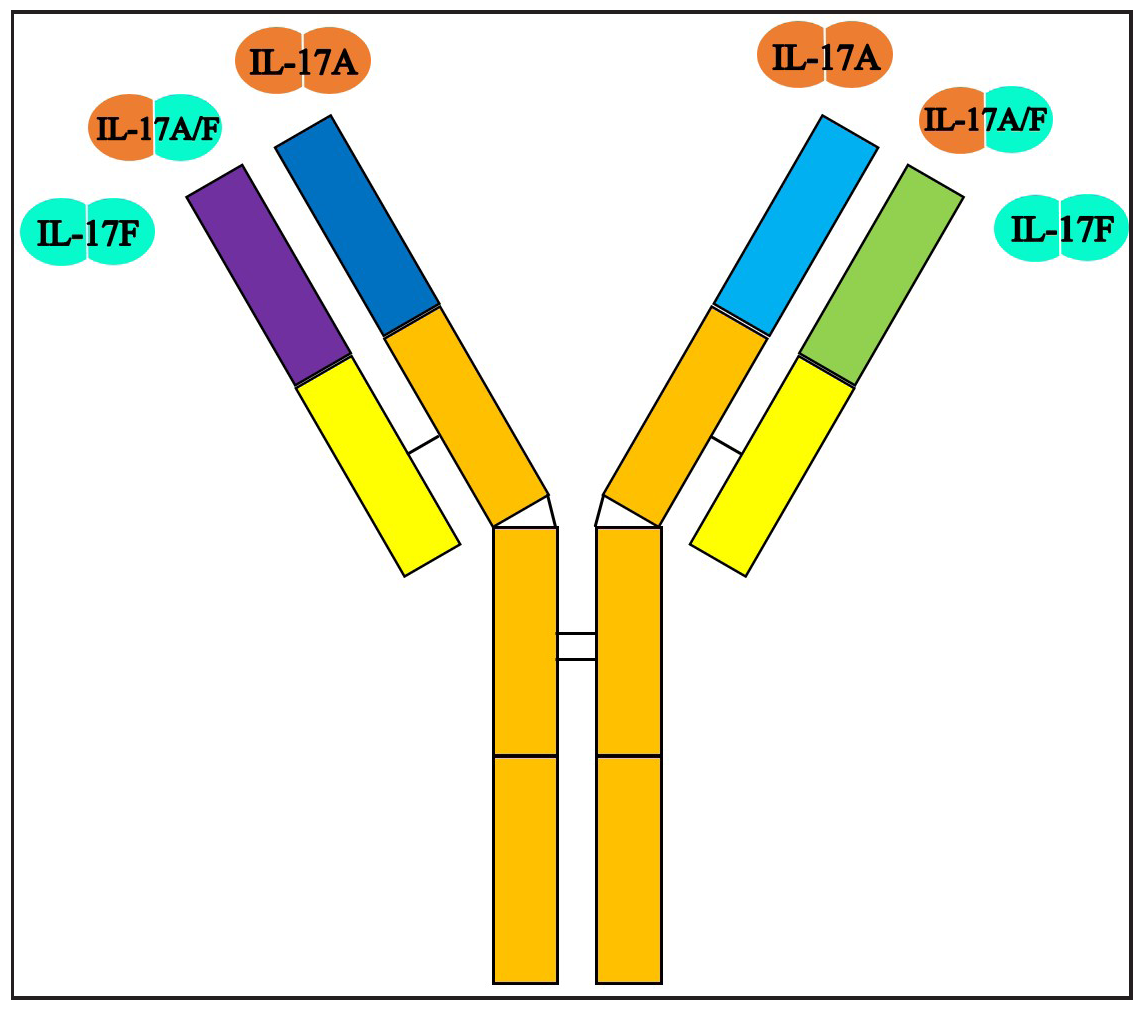 Structure of bimekizumab. It can bind to IL-17F homodimers, IL -17A homodimers and IL-17 A/F heterodimers.