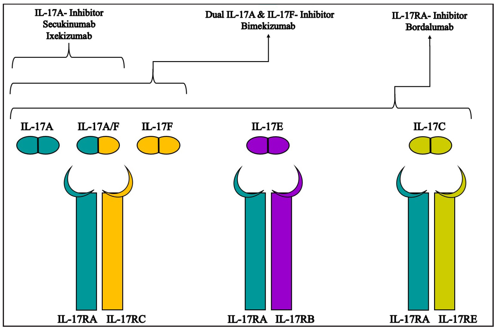 Schematic representation of the mechanism of action of various monoclonal antibodies against IL 17 isoforms and receptors.