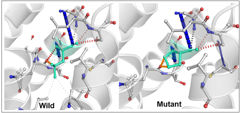 Destabilizing change in orientation of protein structure due to the presence of a mutation.